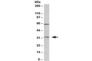 Western blot testing of MOLT4 lysate with Caspase 3 antibody at 1ug/ml. (Caspase 3 Antikörper)