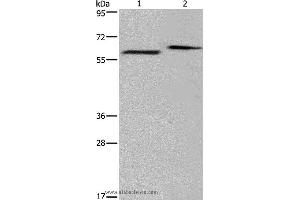 Western blot analysis of Human fetal brain and mouse brain tissue, using EGR4 Polyclonal Antibody at dilution of 1:400