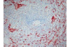 Image no. 1 for anti-Ionized Calcium-binding Adapter Molecule 1 (IBA1) antibody (ABIN379966) (Iba1 Antikörper)