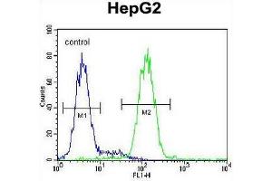 CCDC17 Antibody (C-term) flow cytometric analysis of HepG2 cells (right histogram) compared to a negative control cell (left histogram). (CCDC17 Antikörper  (C-Term))