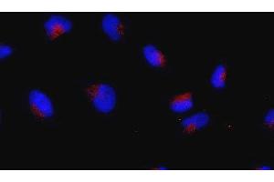 Immunofluorescence (IF) image for anti-Ras-Related GTP Binding C (RRAGC) (full length) antibody (ABIN2452103) (GTR2 Antikörper  (full length))