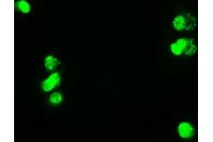 Anti-MYC mouse monoclonal antibody (ABIN2452342) immunofluorescent staining of COS7 cells transiently transfected by pCMV6-ENTRY MYC (RC201611). (c-MYC Antikörper)
