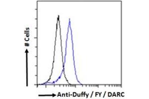 Flow cytometric analysis of paraformaldehyde fixed HEK293 cells (blue line), permeabilized with 0. (DARC Antikörper  (N-Term))