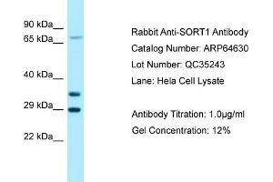 Western Blotting (WB) image for anti-Sortilin 1 (SORT1) (C-Term) antibody (ABIN2789904) (Sortilin 1 Antikörper  (C-Term))