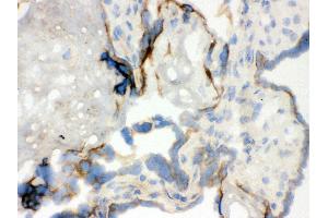 Anti- WASP Picoband antibody, IHC(F) IHC(F): Human Placenta Tissue (WASP Antikörper  (C-Term))