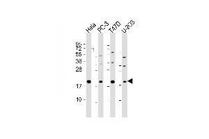 All lanes : Anti-ANC11 Antibody (C-Term) at 1:2000 dilution Lane 1: Hela whole cell lysate Lane 2: PC-3 whole cell lysate Lane 3: T47D whole cell lysate Lane 4: U-2OS whole cell lysate Lysates/proteins at 20 μg per lane. (ANAPC11 Antikörper  (AA 56-94))
