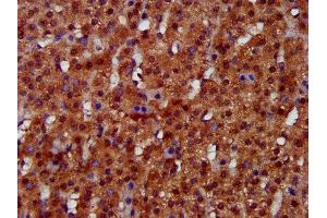 IHC image of ABIN7157790 diluted at 1:300 and staining in paraffin-embedded human adrenal gland tissue performed on a Leica BondTM system. (FUK Antikörper  (AA 579-758))