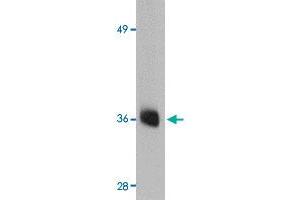 Western blot analysis of AGTR2 in mouse liver tissue lysate with AGTR2 polyclonal antibody  at 0. (Angiotensin II Type 2 Receptor Antikörper  (Internal Region))