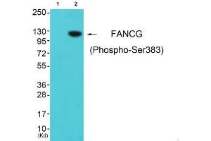 Western blot analysis of extracts from cos-7 cells (Lane 2), using FANCG (Phospho-Ser383) Antibody. (FANCG Antikörper  (pSer383))