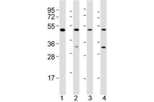 Western blot testing of GATA2 antibody at 1:2000 dilution. (GATA2 Antikörper  (AA 212-246))