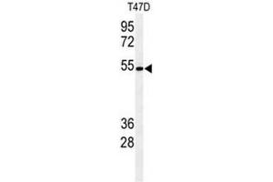 Western blot analysis of KTEL1 Antibody (C-term) in T47D cell line lysates (35µg/lane). (POGLUT1 Antikörper  (C-Term))