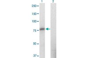 Western Blot analysis of ZNF41 expression in transfected 293T cell line by ZNF41 monoclonal antibody (M09), clone 2F1. (ZNF41 Antikörper  (AA 221-321))