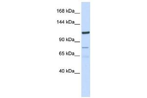 Western Blotting (WB) image for anti-Endosome/Lysosome-associated Apoptosis and Autophagy Regulator 1 (ELAPOR1) antibody (ABIN2459302) (ELAPOR1 Antikörper)
