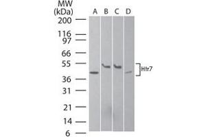 Western blot analysis of Htr7 in A) human brain, B) mouse brain, C) rat brain, and D) human SK-N-SH neuroblastoma cell lysate using Htr7 polyclonal antibody  at 2 ug/mL . (HTR7 Antikörper  (AA 13-28))