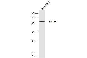 Western Blotting (WB) image for anti-Protein tyrosine Phosphatase, Non-Receptor Type 9 (PTPN9) (AA 301-400) antibody (ABIN5675624)