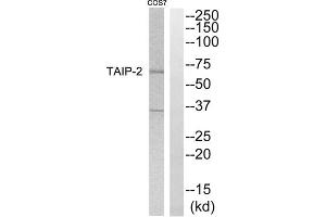 Western blot analysis of extracts from COS7 cells, using TAIP-2 antibody. (CSRNP3 Antikörper  (Internal Region))