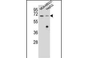 GLMN Antibody (C-term) (ABIN655986 and ABIN2845370) western blot analysis in MDA-M,HepG2 cell line lysates (35 μg/lane).