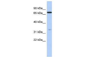 WB Suggested Anti-ATXN7L2 Antibody Titration: 0.
