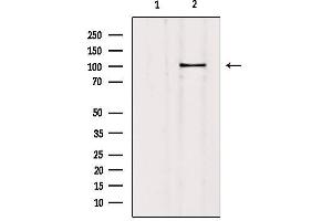 Western blot analysis of extracts from mouse brain, using SLC4A11 Antibody. (SLC4A11 Antikörper  (Internal Region))