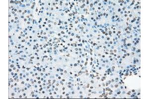 Image no. 10 for anti-P450 (Cytochrome) Oxidoreductase (POR) antibody (ABIN1497746) (POR Antikörper)