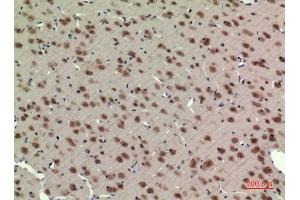 Immunohistochemistry (IHC) analysis of paraffin-embedded Rat Brain, antibody was diluted at 1:100. (ARNTL Antikörper  (Lys538))