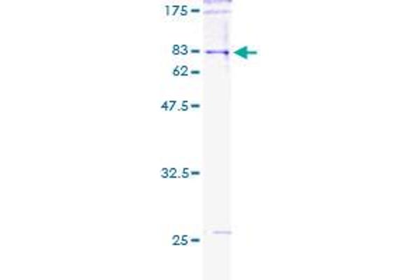 POLG2 Protein (AA 1-485) (GST tag)