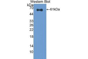 Western Blotting (WB) image for anti-Caspase 14, Apoptosis-Related Cysteine Peptidase (CASP14) (AA 1-257) antibody (ABIN1858239)