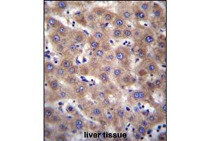 CDH19 Antibody (C-term) (ABIN656875 and ABIN2846076) immunohistochemistry analysis in formalin fixed and paraffin embedded human liver tissue followed by peroxidase conjugation of the secondary antibody and DAB staining. (CDH19 Antikörper  (C-Term))