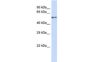 Western Blotting (WB) image for anti-Zinc Finger Protein 44 (ZNF44) (N-Term) antibody (ABIN2787526) (Zinc Finger Protein 44 Antikörper  (N-Term))