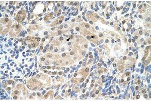 Human kidney (SLC9A9 Antikörper  (C-Term))