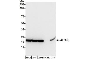 Western Blotting (WB) image for anti-ATP Synthase, H+ Transporting, Mitochondrial F1 Complex, O Subunit (ATP5O) (AA 163-213) antibody (ABIN7450013)