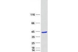 Validation with Western Blot (C2orf60 Protein (Transcript Variant 1) (Myc-DYKDDDDK Tag))