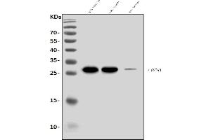 Western blot analysis of Gsta3 using anti-Gsta3 antibody (ABIN7603173).