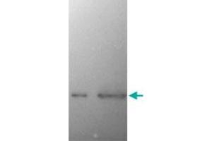 Western Blot of SNCA monoclonal antibody, clone 2A7  on recombinant SNCA (left lane) and crude extract of mouse brain (right lane, courtesy Rogan Tinsley, Howard Florey Institute, University of Melbourne).