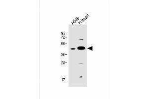 All lanes : Anti-FSTL1 Antibody (C-term) at 1:1000 dilution Lane 1: A549 whole cell lysate Lane 2: human heart lysate Lysates/proteins at 20 μg per lane. (FSTL1 Antikörper  (C-Term))