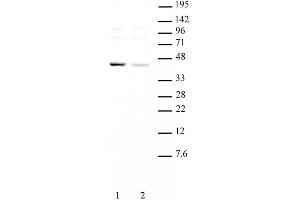 KLF6 pAb tested by Western blot.