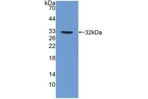 Detection of Recombinant FUCa1, Human using Polyclonal Antibody to Fucosidase Alpha L1, Tissue (FUCa1) (FUCA1 Antikörper  (AA 53-289))