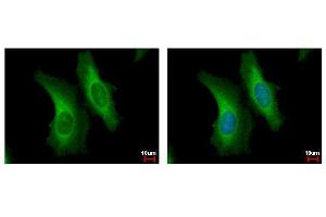 ICC/IF Image SERPINB6 antibody [N2C2], Internal detects SERPINB6 protein at cytoplasm by immunofluorescent analysis. (SERPINB6 Antikörper  (Internal Region))