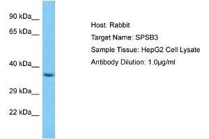 Host: Rabbit Target Name: SPSB3 Sample Type: HepG2 Whole Cell lysates Antibody Dilution: 1. (SPSB3 Antikörper  (C-Term))
