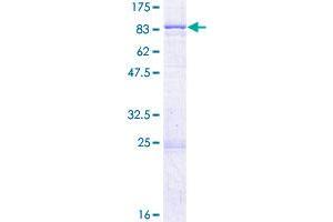 SPTLC2 Protein (AA 1-562) (GST tag)