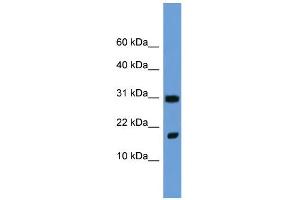 WB Suggested Anti-Fgf1 Antibody Titration:  0.