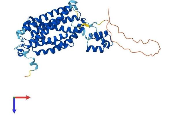 LASS4 Protein (AA 1-393) (His tag)
