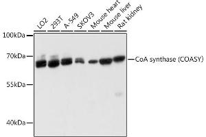 Western blot analysis of extracts of various cell lines, using CoA synthase (COASY) antibody (ABIN6130194, ABIN6138817, ABIN6138818 and ABIN6215774) at 1:3000 dilution. (COASY Antikörper  (AA 345-564))