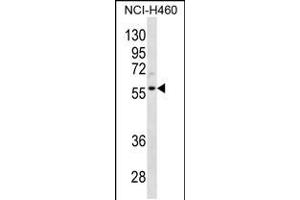 Western blot analysis in NCI-H460 cell line lysates (35ug/lane). (Cyclin L2 Antikörper  (AA 338-366))