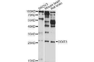 Western blot analysis of extracts of various cell lines, using DDIT3 antibody (ABIN5970052) at 1/1000 dilution. (DDIT3 Antikörper)