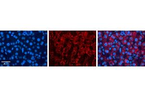 Immunohistochemistry (IHC) image for anti-FK506 Binding Protein 4, 59kDa (FKBP4) (C-Term) antibody (ABIN2779294)