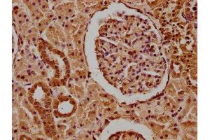 IHC image of ABIN7166480 diluted at 1:100 and staining in paraffin-embedded human kidney tissue performed on a Leica BondTM system. (MCF2 Antikörper  (AA 705-925))