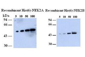Western blot showing Anti-NEK2 on recombinant His (6)