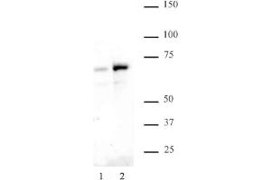 NFκB p65 phospho Ser529 pAb tested by Western blot. (NF-kB p65 Antikörper  (pSer529))
