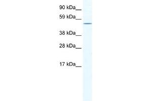 WB Suggested Anti-NR5A1 Antibody Titration:  0. (NR5A1 Antikörper  (C-Term))